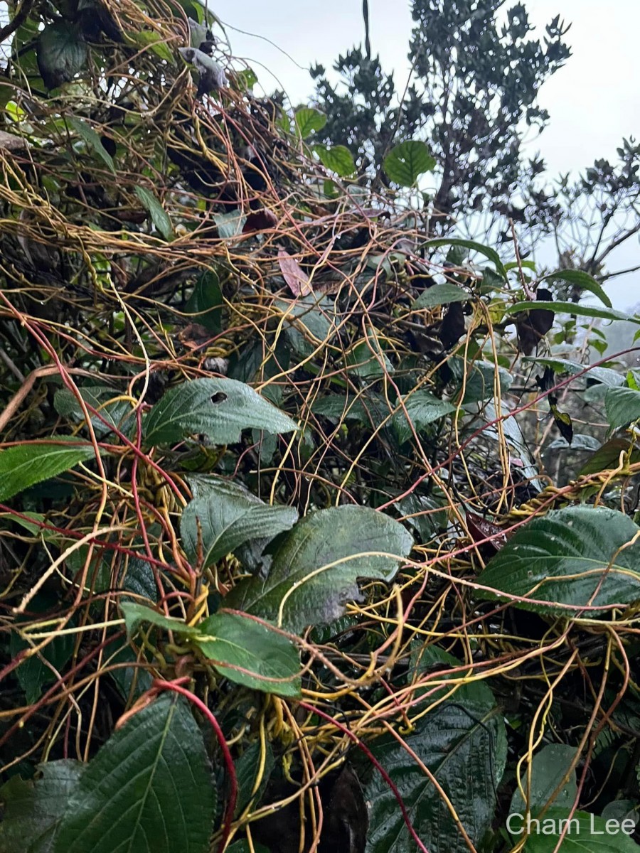 Cuscuta reflexa Roxb.